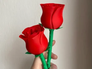 Beautiful Rose